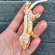 SPT 精選幼體縮圖