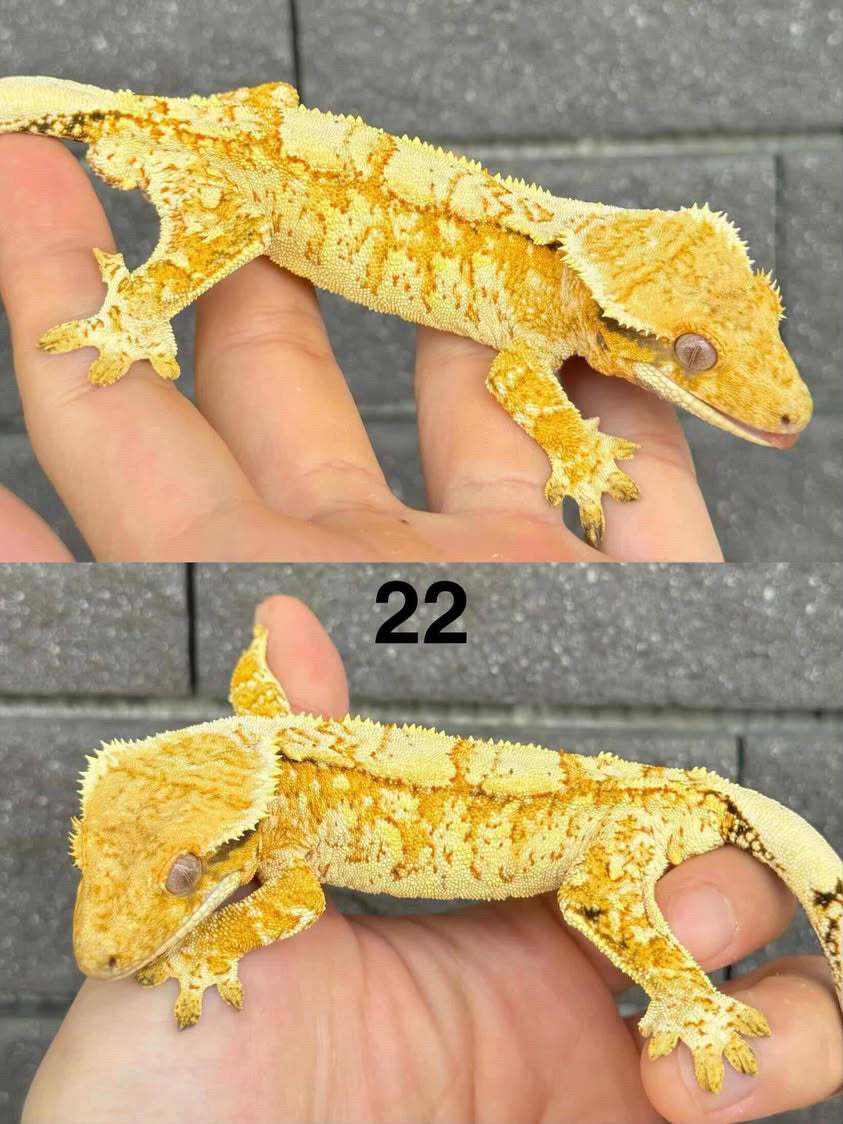 TikisGeckos 向爬上癮購入的 SPT 22 號公